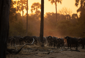 Sungani Lodge Sungani Lodge: Büffel