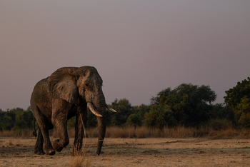 Sungani Lodge Sungani Lodge: Der Elefantenbulle Kulandila