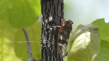 Tathastu Resort Satpura: Cicada (Platypleura capitata)
