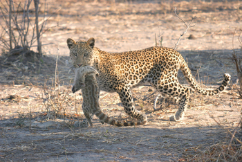 UOBS Chobe National Park: Leopard erbeutet Spotted Genet