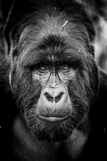 Volcanoes Virunga Lodge: Silverback Portrait