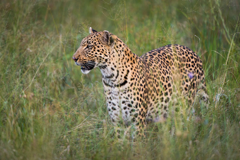 Vumbura Plains Camp: Leopard im Gras