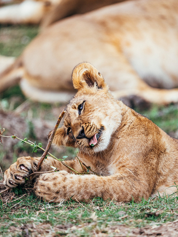Anabezi Luxury Tented Camp: Löwenbaby