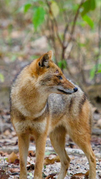 Bagh Villas: Schakal