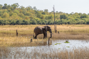 Bumi Hills Safari Lodge: Elefant und Bäume im Hintergrund