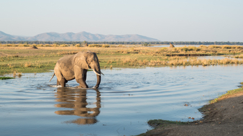 Chikwenya Camp Chikwenya Camp: Elefant im Wasser