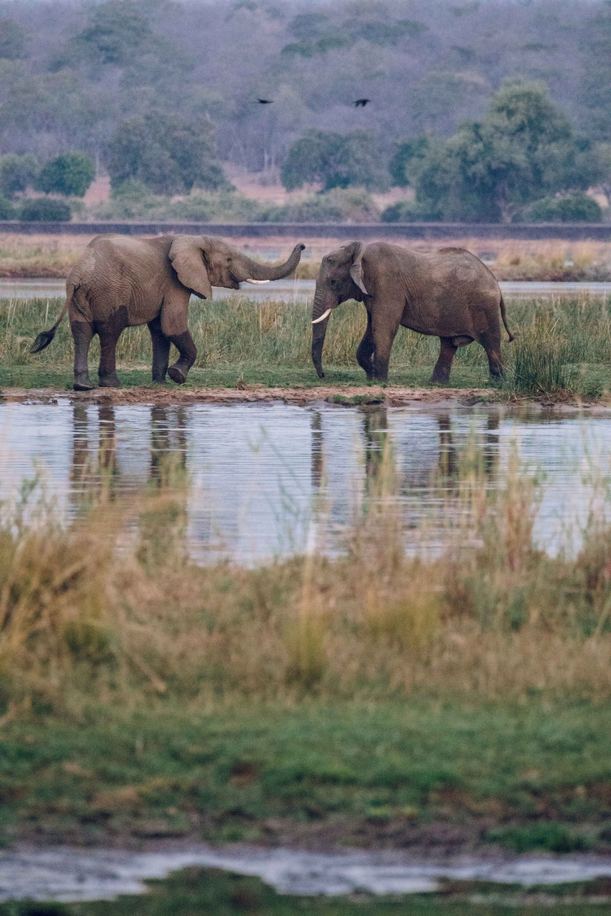 Classic Zambia Safaris