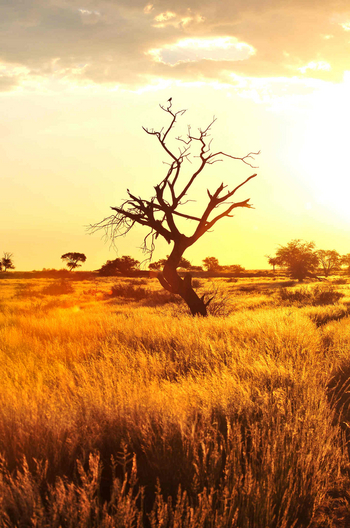 Desert Homestead Lodge Desert Homestead Lodge: Sundowner Drive