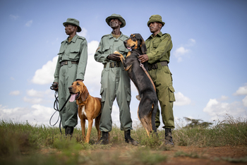 Elewana Lodo Springs: Spürhunde