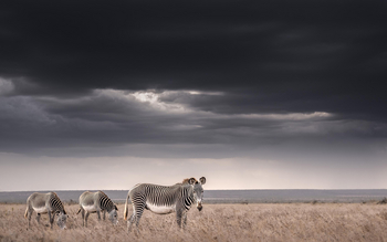 Governors' Mugie: Grevyzebras