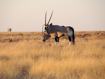 Grootberg Lodge Grootberg Lodge: Gemsböcke