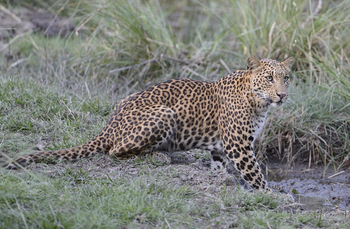Shergarh Tented Camp: Leopard