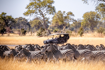 Karangoma Camp: Zebras