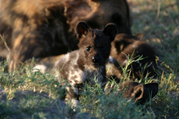 Kwara Camp Kwara Camp: Wildhundwelpe