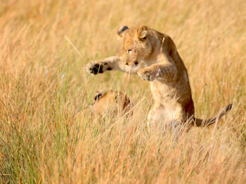 Lagoon Camp Lagoon Camp: Löwensprung