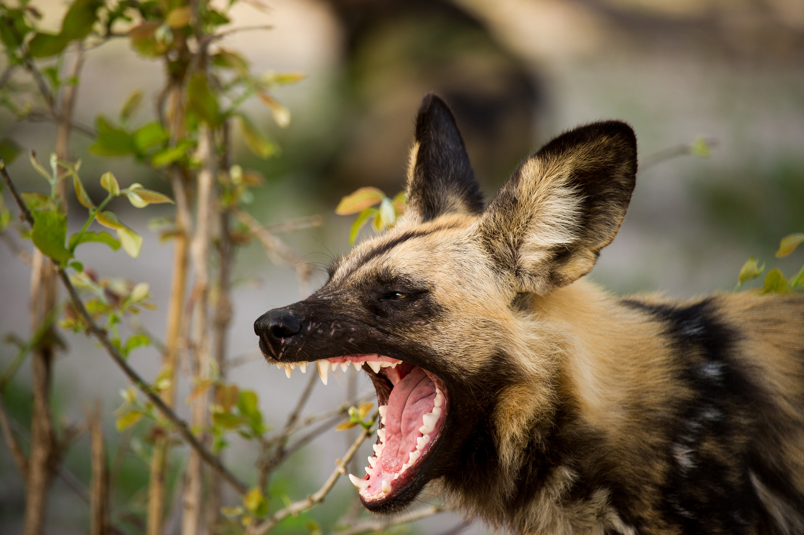 Linyanti Tented Camp Linyanti Tented Camp: Gähnender Wildhund