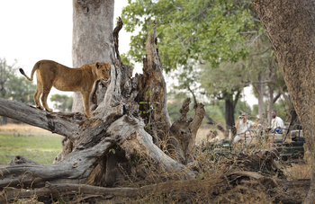 Lion Camp Lion Camp: Löwin auf totem Baum