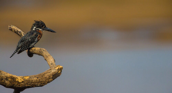Luambe Camp: Giant Kingfisher