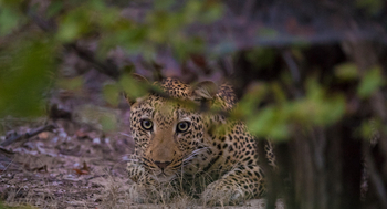 Luambe Camp: Leopard auf der Lauer