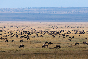 Mara Toto Tree Camp: Tierherden