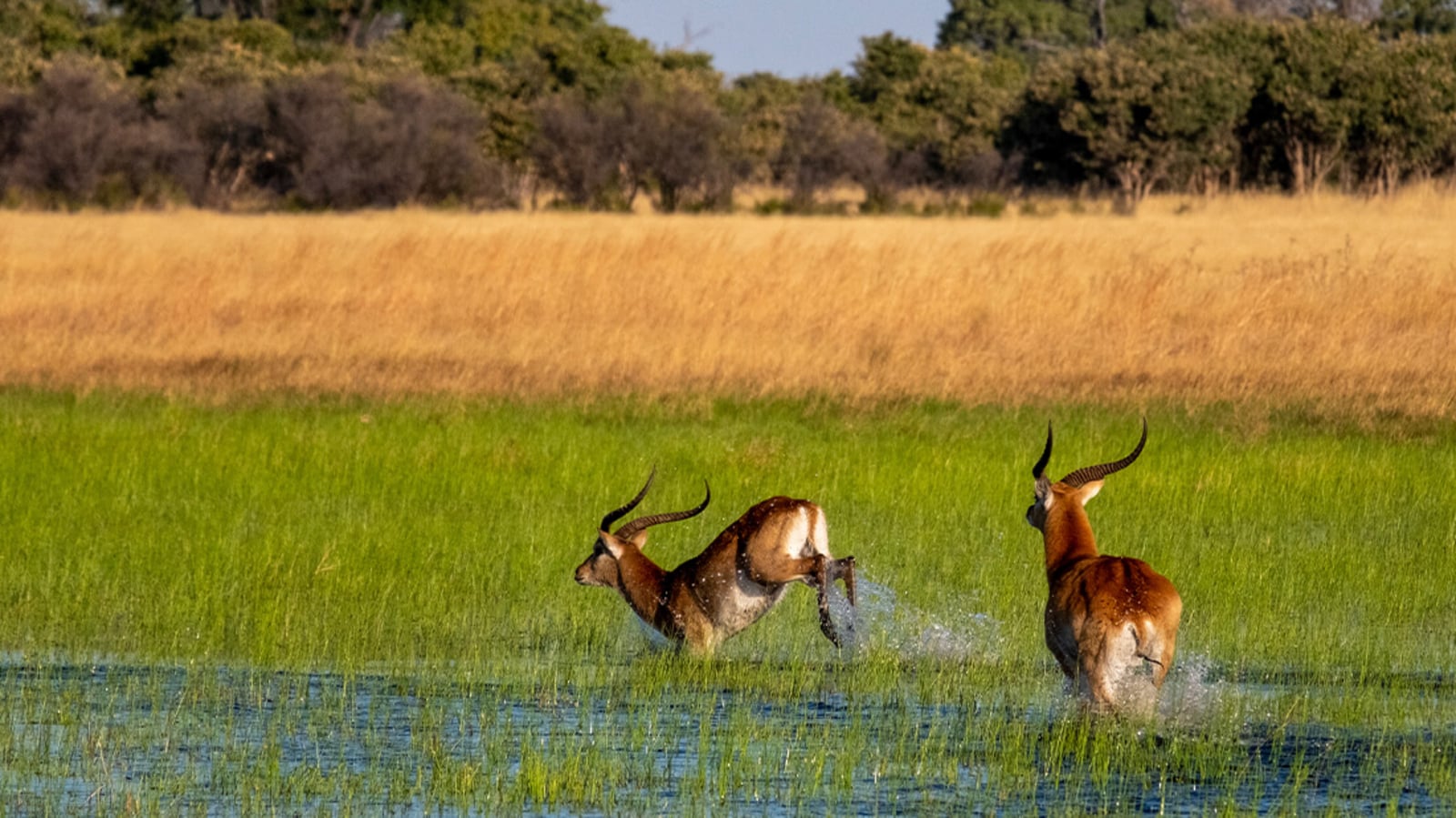 Mbamba Camp Mbamba Camp: Rote Moorantilopen