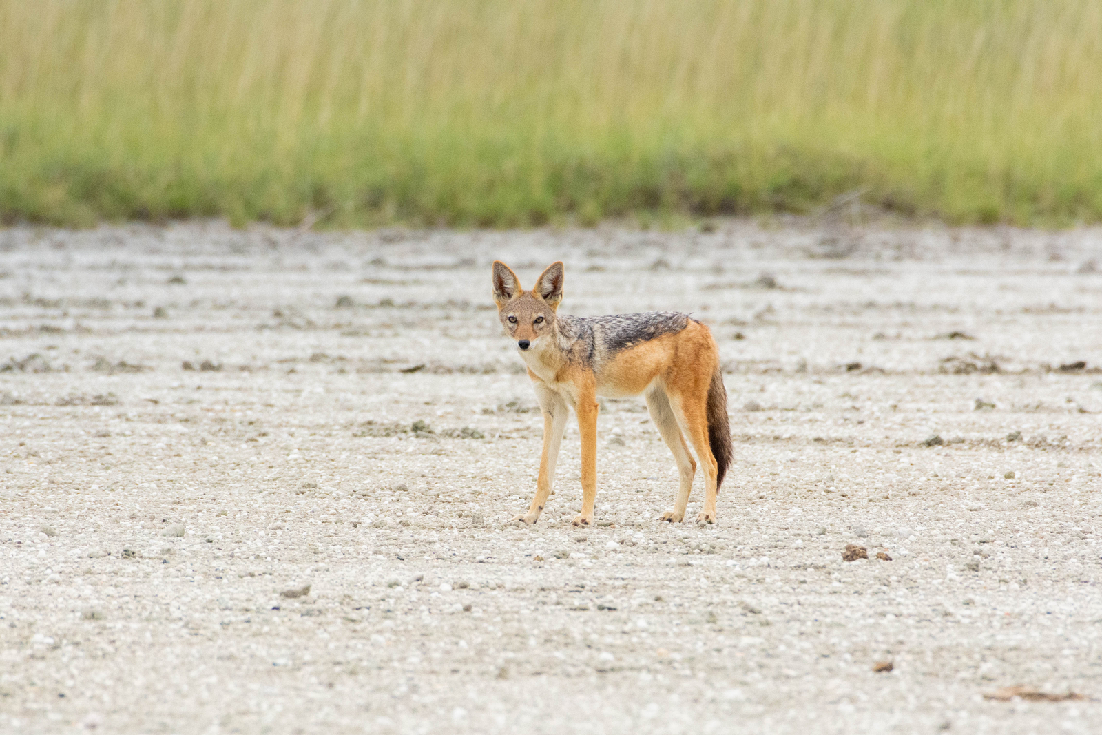 Nata Lodge Nata Lodge