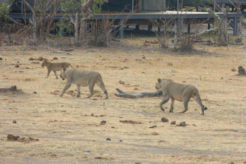 Nogatsaa Pans Chobe Lodge: Löwen im Camp