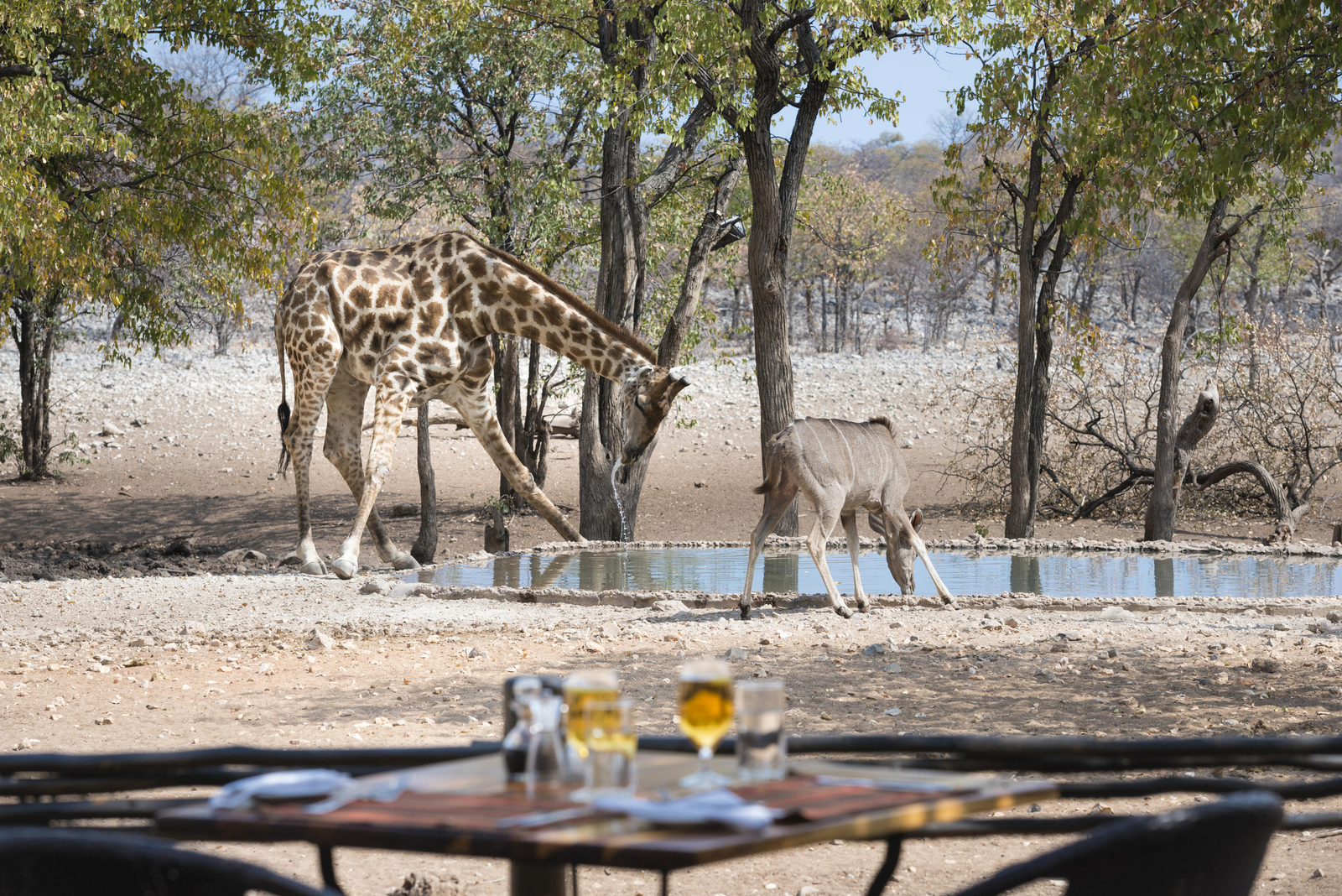 Ongava Tented Camp Ongava Tented Camp: Giraffe und Kudu