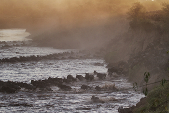 Serian Serengeti Lamai: Migration Crossing