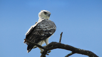 Setari Camp: Fischadler