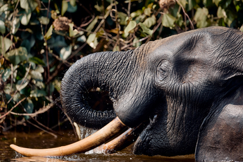 Sette Cama Eco Camp: Waldelefant im Wasser