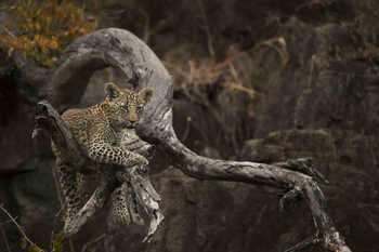 Singita Castleton: Leopard