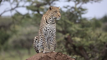 Sirikoi Lodge Sirikoi Lodge: Leopard