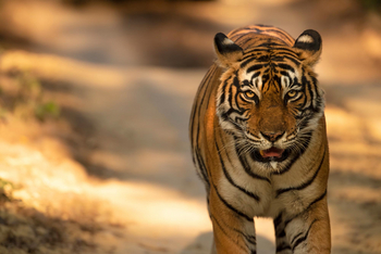 Sujan Sher Bagh: Tigerportrait