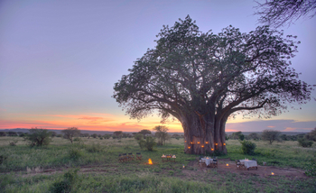 Tarangire Ndovu Tented Lodge: Baobab als Dinner Location