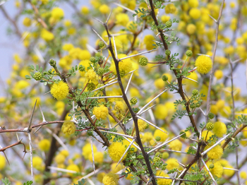 Tau Pan Camp Tau Pan Camp: Gelbe Blüten