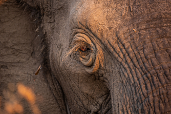 Tembo Plains Camp: Elefant Nahaufnahme