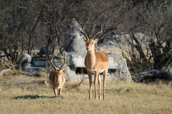 The Hide: Impalas
