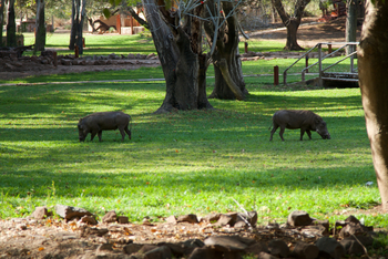 Tuli Safari Lodge Mashatu: Warzenschweine