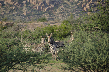 Ai Aiba Lodge Ai Aiba Lodge: Zebras