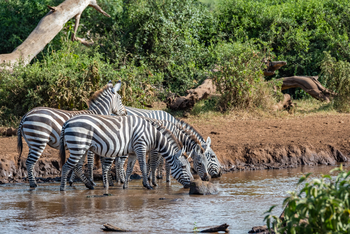Angama Amboseli: Zebras trinken an einer Wasserstelle