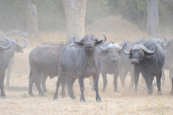 Chitake Mobile Camp Chitake Mobile Camp: Büffel