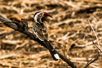 Chundukwa River Lodge: Rotschnabeltoko