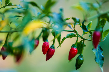 Cottar's 1920s Safari Camp: Küche