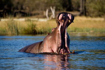 Duma Tau Camp: Nilpferdschlund