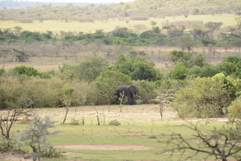 Entim Masai Mara: Elefanten im Busch
