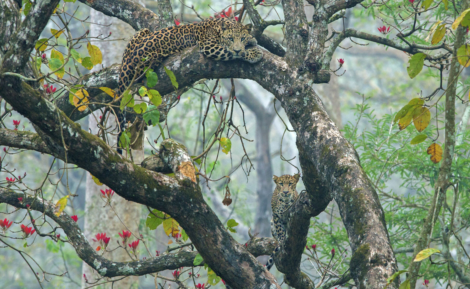 The Bison Resort The Bison Resort