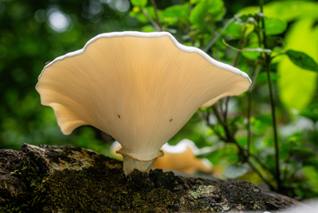 Koroi Forest Camp: Sklerotienporling