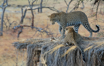 Legendary Mwiba Lodge: Leoparden auf einem Beobachtungsunterstand