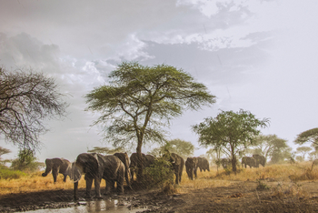 Little Chem Chem: Elefanten im Regen